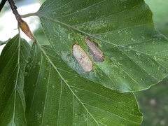 Phyllonorycter maestingella