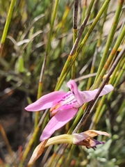 Disa bifida