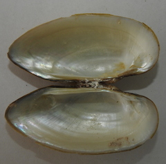 Unio pictorum