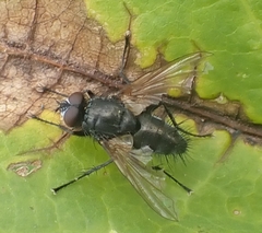 Tachinidae