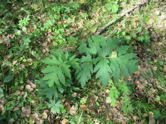 Heracleum dissectum