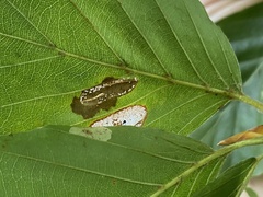 Phyllonorycter maestingella