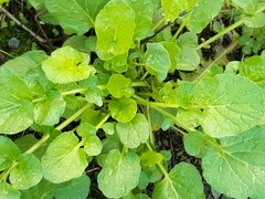 Barbarea vulgaris
