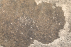 Lichinaceae