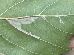 Phyllonorycter platani