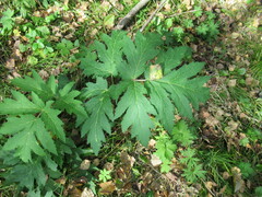 Heracleum dissectum