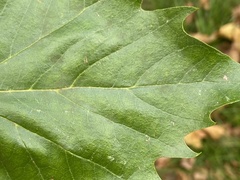 Phyllonorycter platani
