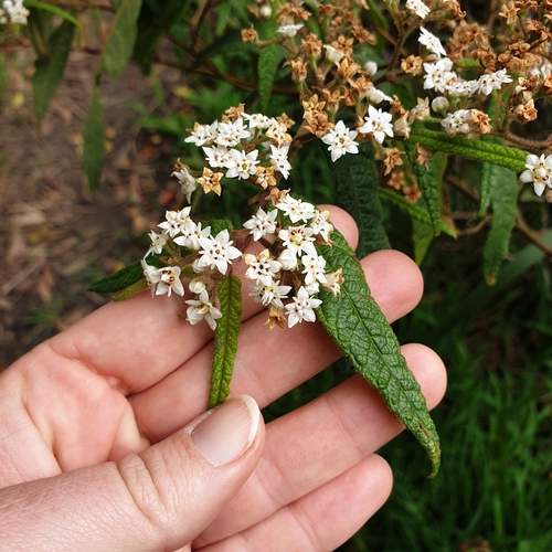 Image of Commersonia dasyphylla by (c) Shelomi Doyle, some rights reserved (CC BY)