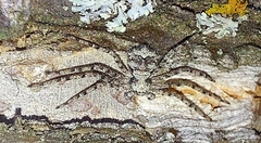 Philodromus margaritatus