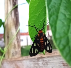 Amata huebneri