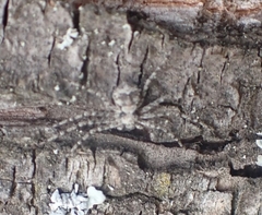 Philodromus margaritatus