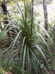 Freycinetia banksii