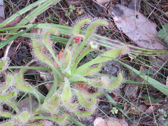 Drosera hilaris