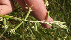 Silene tatarica