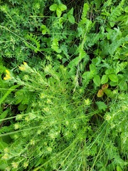 Chamaecytisus austriacus