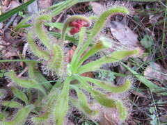 Drosera hilaris