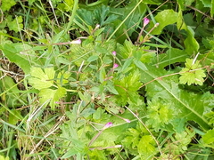 Epilobium parviflorum