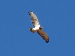 Circaetus pectoralis