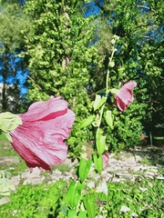 Alcea rosea