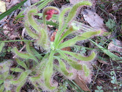 Drosera hilaris