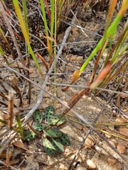 Disa bifida