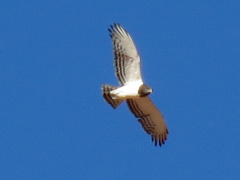Circaetus pectoralis