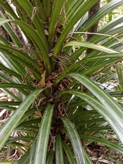 Freycinetia banksii