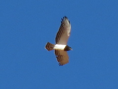 Circaetus pectoralis