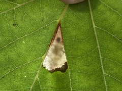 Phyllonorycter platani