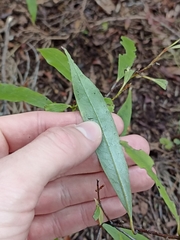 Beilschmiedia tawa
