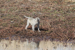 Chlorocebus pygerythrus pygerythrus