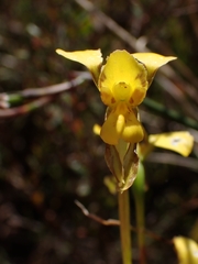 Diuris unica