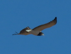 Circaetus pectoralis