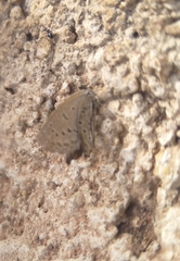 Zizeeria knysna