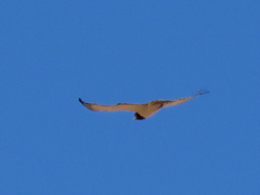 Circaetus pectoralis