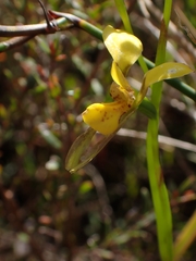 Diuris unica