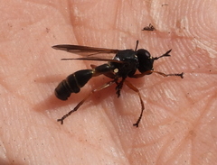 Physocephala