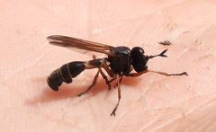 Physocephala