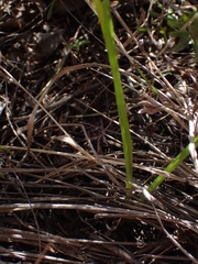 Diuris unica
