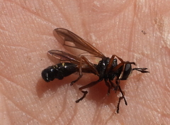 Physocephala