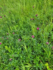 Trifolium alpestre