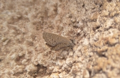Zizeeria knysna