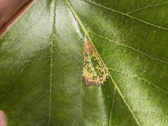 Phyllonorycter platani