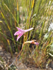 Disa bifida
