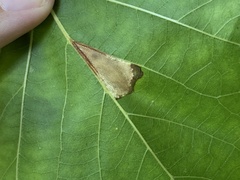 Phyllonorycter platani