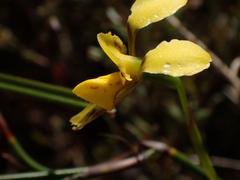 Diuris unica
