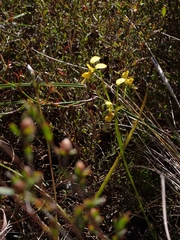 Diuris unica