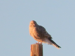 Falco rupicoloides rupicoloides