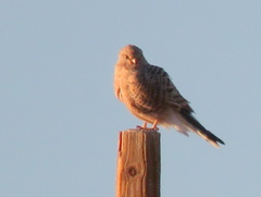 Falco rupicoloides rupicoloides