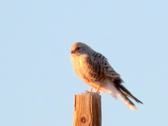 Falco rupicoloides rupicoloides